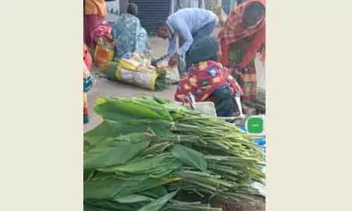 ‘प्रथमाष्टमी’: क्योंझर के हल्दी किसान तैयार करते हैं विशेष घास ‘प्रथमाष्टमी’: क्योंझर के हल्दी किसान तैयार करते हैं विशेष घास