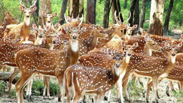 kerala के नए प्राणी उद्यान में आवारा कुत्तों का हमला, कई हिरणों की जान गई