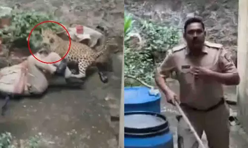 Kolhapur: तेंदुए के हमले से पुलिस अधिकारी की जान बची, बचाव अभियान जारी