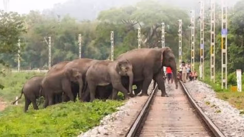 Assam : एनएफआर जोन में चालक दल की सतर्कता से सात हाथियों को ट्रेन की टक्कर से बचाया गया