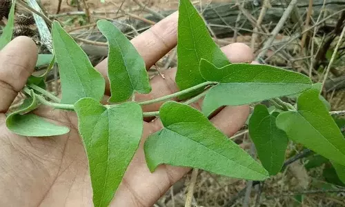 जब भी आपको यह पौधा अपने आस-पास दिखे तो दूसरा थीगा के पत्ते लाना न भूलें! जब भी आपको यह पौधा अपने आस-पास दिखे तो दूसरा थीगा के पत्ते लाना न भूलें!