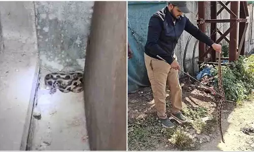मावल में सांपों की सुरक्षा अभियान में 50 से अधिक रसेल वाइपर बचाए गए मावल में सांपों की सुरक्षा अभियान में 50 से अधिक रसेल वाइपर बचाए गए