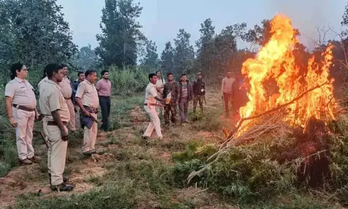 Sundargarh में 10 लाख रुपये से अधिक मूल्य के गांजा के बागान नष्ट किए गए