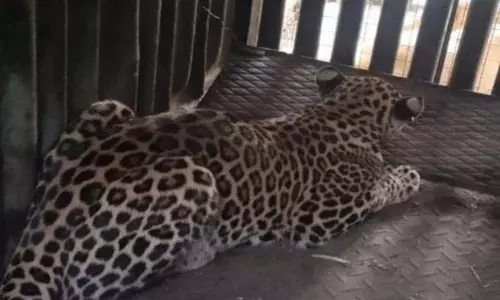 वन विभाग ने Manchar में एक वर्षीय मादा तेंदुए को पकड़ा