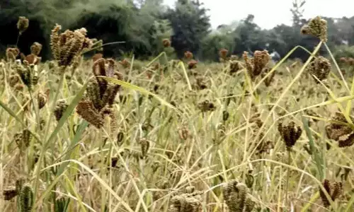 Odisha: गजपति और कोरापुट में मंडिया की खेती से आर्थिकी के नए रास्ते खुले