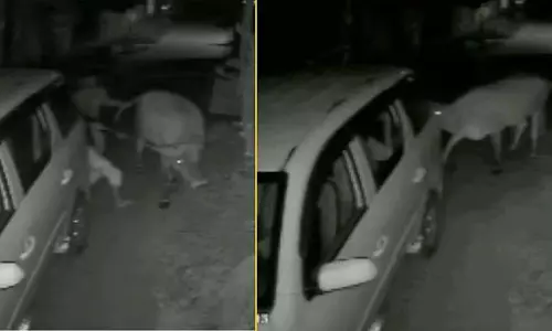 फिल्मी अंदाज में गाय की चोरी और SUV में तस्करी से स्थानीय लोग हैरान फिल्मी अंदाज में गाय की चोरी और SUV में तस्करी से स्थानीय लोग हैरान