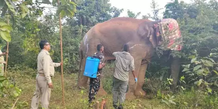 क्योंझर में विशेषज्ञ टीम द्वारा घायल जंबो का इलाज किया गया क्योंझर में विशेषज्ञ टीम द्वारा घायल जंबो का इलाज किया गया