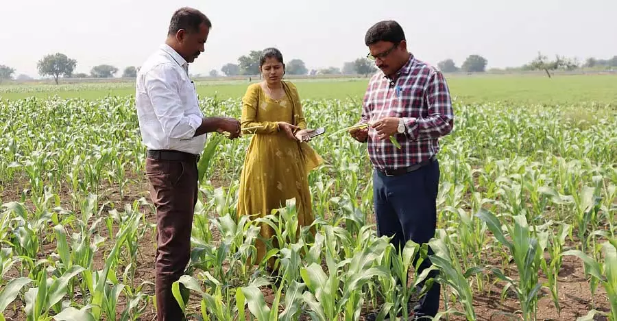 Rampur : फसलों को प्रभावित करने वाली बीमारियों का सर्वेक्षण Rampur : फसलों को प्रभावित करने वाली बीमारियों का सर्वेक्षण