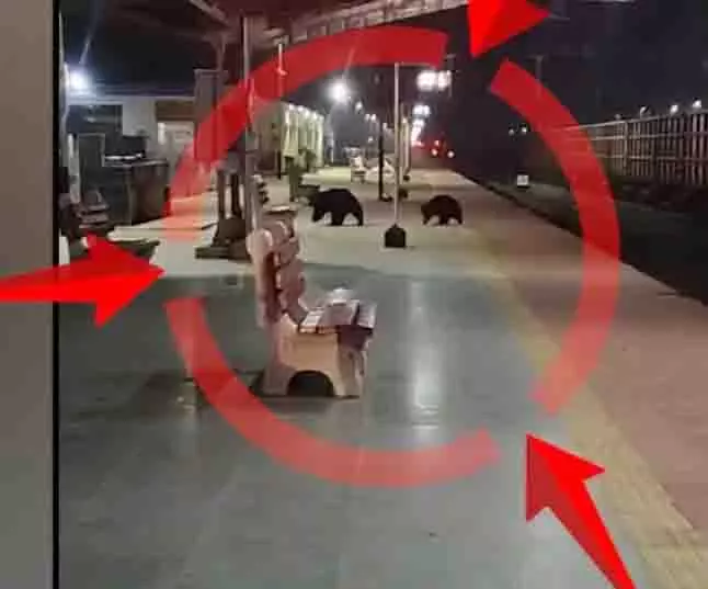 Odisha के नुआपाड़ा रेलवे स्टेशन पर घूमते दिखे भालू Odisha के नुआपाड़ा रेलवे स्टेशन पर घूमते दिखे भालू