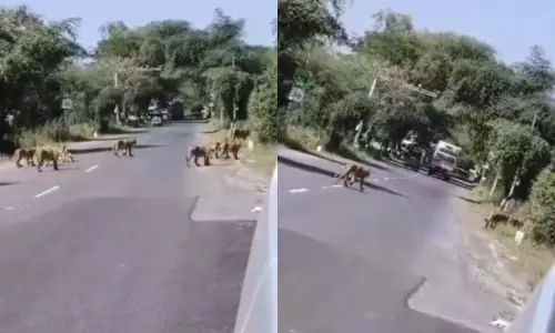 शेरों ने हाईवे में लोगों का रास्ता रोका, दोनों तरह लग गई जाम