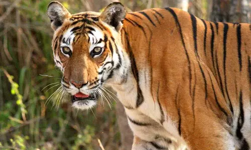 Bhopal: ऑल इंडिया टाइगर एस्टीमेशन 2026 की शुरुआत मध्यप्रदेश से Bhopal: ऑल इंडिया टाइगर एस्टीमेशन 2026 की शुरुआत मध्यप्रदेश से