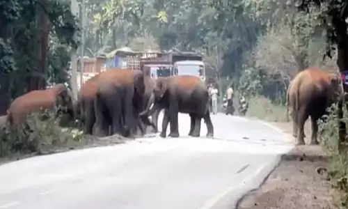 जंगल से निकलकर रोड पर पहुंचे 25 हाथी, कई गांवों में अलर्ट