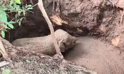 Balangir में कुएं से हाथी का बच्चा बचाया गया, वनकर्मी घायल