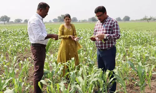 Rampur : फसलों को प्रभावित करने वाली बीमारियों का सर्वेक्षण