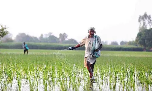रासायनिक खाद चाहिए तो कीटनाशक खरीदो; linking से किसान मुश्किल में रासायनिक खाद चाहिए तो कीटनाशक खरीदो; linking से किसान मुश्किल में