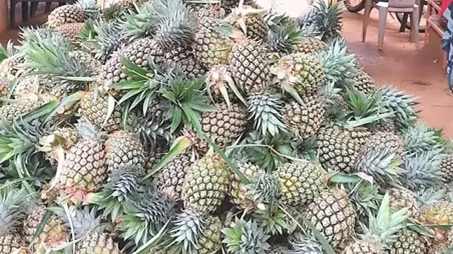 28 रुपये किलो बिका Pineapples : किसान निराश 28 रुपये किलो बिका Pineapples : किसान निराश