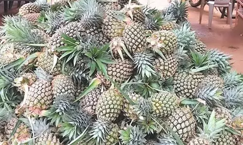 28 रुपये किलो बिका Pineapples : किसान निराश 28 रुपये किलो बिका Pineapples : किसान निराश