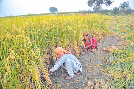 West Medinipur: धान कटाई से पहले दांतन में कृषि उपकरण मालिकों की बैठक West Medinipur: धान कटाई से पहले दांतन में कृषि उपकरण मालिकों की बैठक