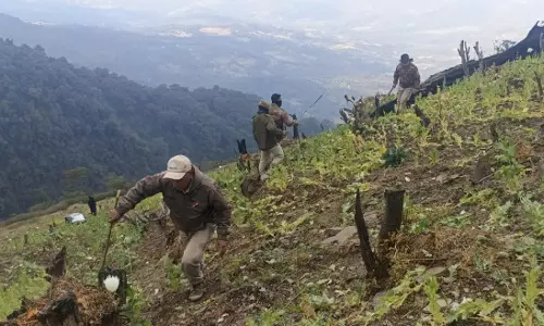 Imphal: मणिपुर में अफीम की खेती पर बड़ी कार्रवाई