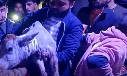बछड़े को बचाया गया, चिकन-मटन दुकान के पास बड़ी साजिश नाकाम बछड़े को बचाया गया, चिकन-मटन दुकान के पास बड़ी साजिश नाकाम