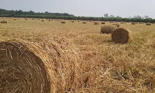 चावल के भूसे का कारोबार फलफूल रहा है: खेतों में चारा रोल लोगों का ध्यान आकर्षित कर रहे चावल के भूसे का कारोबार फलफूल रहा है: खेतों में चारा रोल लोगों का ध्यान आकर्षित कर रहे