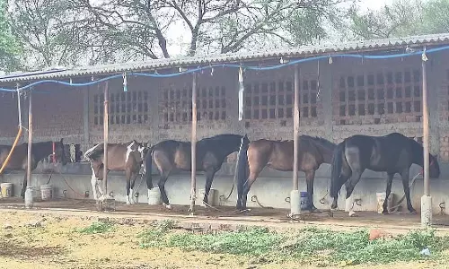 MP : 19 घोड़ों की मौत के बाद जबलपुर फार्म से 10 घोड़े लापता; मालिक जवाब देने में विफल