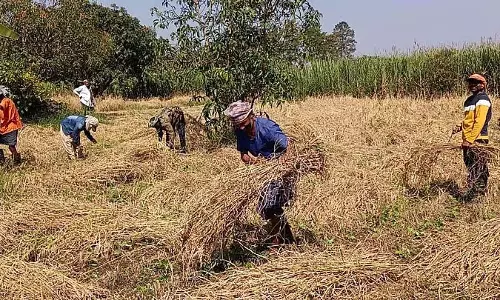 समर्थन मूल्य से ऊपर धान के दाम: किसान बाजार में धान बेचने में रुचि दिखा रहे समर्थन मूल्य से ऊपर धान के दाम: किसान बाजार में धान बेचने में रुचि दिखा रहे
