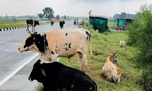 Haryana: आवारा पशु हादसों पर 5 लाख मुआवजा, दयालु पोर्टल हुआ लॉन्च Haryana: आवारा पशु हादसों पर 5 लाख मुआवजा, दयालु पोर्टल हुआ लॉन्च