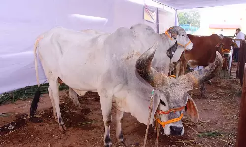 Swadeshi Mela ; देशी गायों का आकर्षण Swadeshi Mela ; देशी गायों का आकर्षण