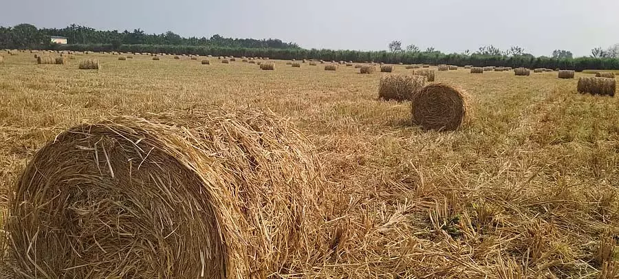 चावल के भूसे का कारोबार फलफूल रहा है: खेतों में चारा रोल लोगों का ध्यान आकर्षित कर रहे चावल के भूसे का कारोबार फलफूल रहा है: खेतों में चारा रोल लोगों का ध्यान आकर्षित कर रहे