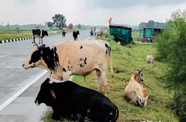 Haryana: आवारा पशु हादसों पर 5 लाख मुआवजा, दयालु पोर्टल हुआ लॉन्च Haryana: आवारा पशु हादसों पर 5 लाख मुआवजा, दयालु पोर्टल हुआ लॉन्च