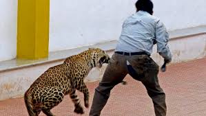 Leopard बचाव दल और नसबंदी से इंसानों पर हमले रुकेंगे