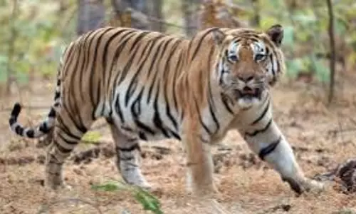 Lakhimpur Kheri: शौच के लिए निकले बुजुर्ग को बाघ ने बनाया निवाला Lakhimpur Kheri: शौच के लिए निकले बुजुर्ग को बाघ ने बनाया निवाला