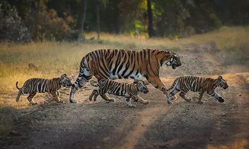 Sidhi: मध्य प्रदेश में बाघ गणना 2026 की तैयारी शुरू Sidhi: मध्य प्रदेश में बाघ गणना 2026 की तैयारी शुरू