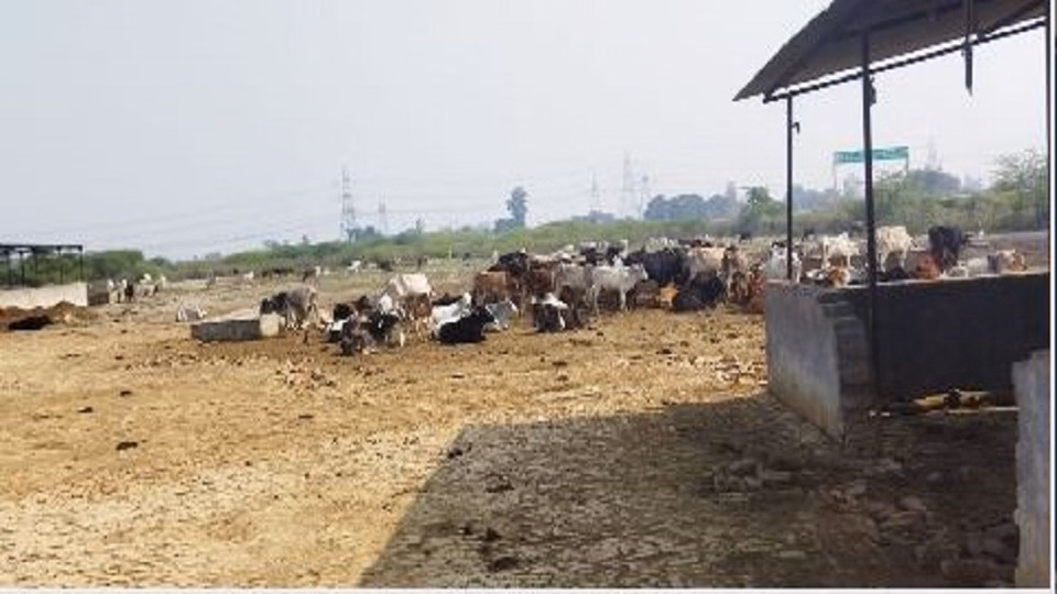 Hathras: गौशाला निरीक्षण में अधिकारियों को दिए आवश्यक निर्देश Hathras: गौशाला निरीक्षण में अधिकारियों को दिए आवश्यक निर्देश