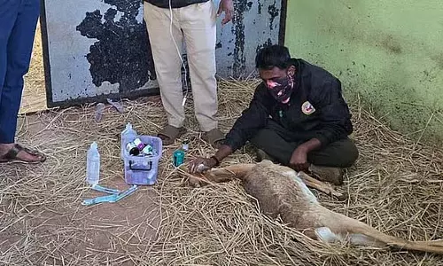 Belgaum : रानी चेन्नम्मा चिड़ियाघर में 2 दिनों में 28 काले हिरणों की रहस्यमय मौत Belgaum : रानी चेन्नम्मा चिड़ियाघर में 2 दिनों में 28 काले हिरणों की रहस्यमय मौत