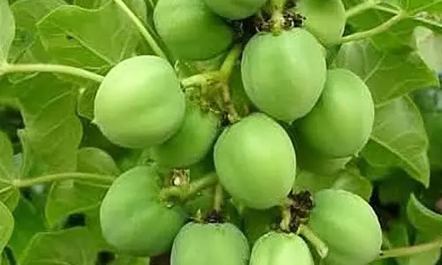 खूबसूरती बढ़ाने में रजनजोत का कोई जोड़ नहीं, बाल झड़ने और स्किन से जुड़ी परेशानी भी होगी दूर खूबसूरती बढ़ाने में रजनजोत का कोई जोड़ नहीं, बाल झड़ने और स्किन से जुड़ी परेशानी भी होगी दूर