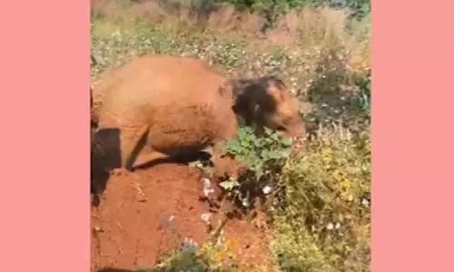Bolangir में घंटों चले ऑपरेशन के बाद हाथी के बच्चे को कुएं से बचाया गया