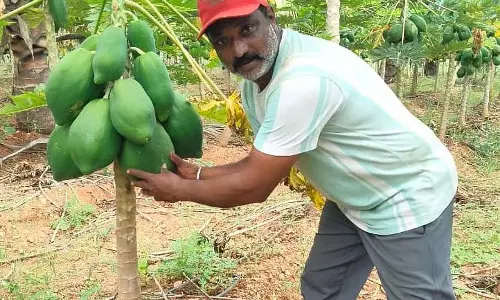 Halepura के एक प्रगतिशील किसान श्रीनिवास 10 वर्षों से पपीते की खेती कर रहे Halepura के एक प्रगतिशील किसान श्रीनिवास 10 वर्षों से पपीते की खेती कर रहे