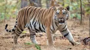 Lakhimpur Kheri: शौच के लिए निकले बुजुर्ग को बाघ ने बनाया निवाला Lakhimpur Kheri: शौच के लिए निकले बुजुर्ग को बाघ ने बनाया निवाला