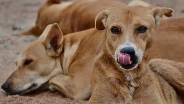 Mangaluru : आवारा कुत्तों के हमले में व्यक्ति की मौत Mangaluru : आवारा कुत्तों के हमले में व्यक्ति की मौत