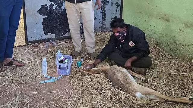 Belgaum : रानी चेन्नम्मा चिड़ियाघर में 2 दिनों में 28 काले हिरणों की रहस्यमय मौत Belgaum : रानी चेन्नम्मा चिड़ियाघर में 2 दिनों में 28 काले हिरणों की रहस्यमय मौत