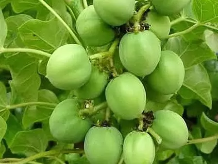 खूबसूरती बढ़ाने में रजनजोत का कोई जोड़ नहीं, बाल झड़ने और स्किन से जुड़ी परेशानी भी होगी दूर खूबसूरती बढ़ाने में रजनजोत का कोई जोड़ नहीं, बाल झड़ने और स्किन से जुड़ी परेशानी भी होगी दूर