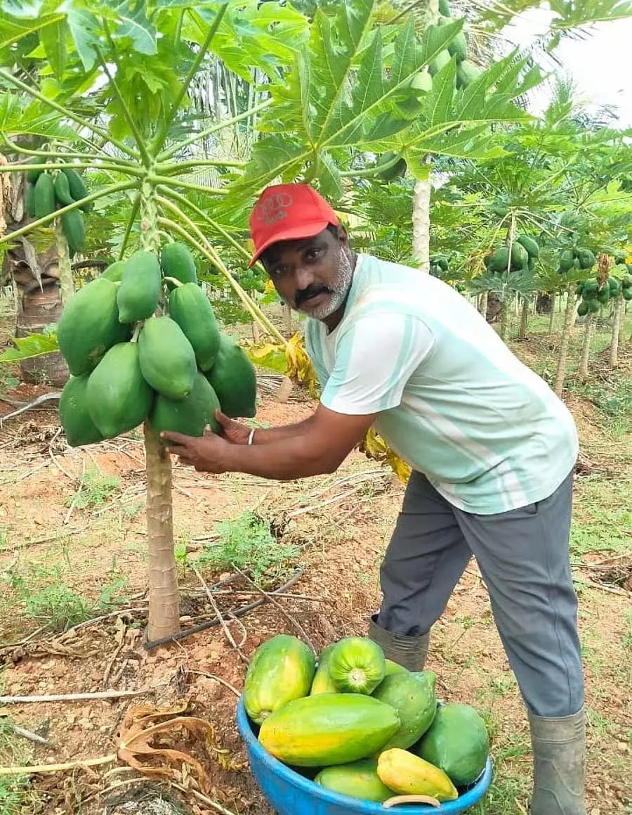 Halepura के एक प्रगतिशील किसान श्रीनिवास 10 वर्षों से पपीते की खेती कर रहे Halepura के एक प्रगतिशील किसान श्रीनिवास 10 वर्षों से पपीते की खेती कर रहे