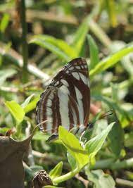 Wildbuzz ,दिग्गज सर्दियों की तैयारी में जुटे
