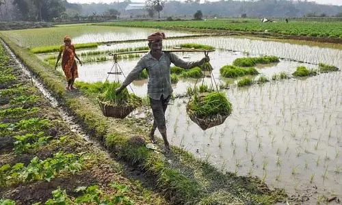 Tamil Nadu : सांबा फसल बीमा 30 नवंबर तक बढ़ाया गया Tamil Nadu : सांबा फसल बीमा 30 नवंबर तक बढ़ाया गया