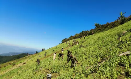 अवैध अफीम उत्पादन पर चोट: Manipur में संयुक्त बलों ने बड़ी कार्रवाई की