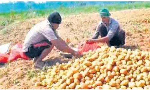 केंद्रपाड़ा में आलू किसानों को बीज की कमी का सामना करना पड़ रहा