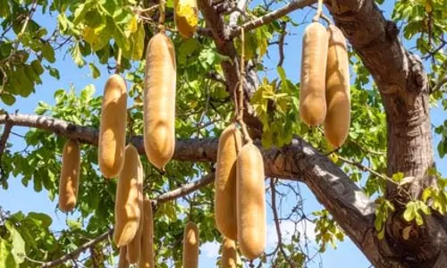औषधीय गुणों से भरपूर है बालम खीरा, फल से लेकर तने तक सब फायदेमंद औषधीय गुणों से भरपूर है बालम खीरा, फल से लेकर तने तक सब फायदेमंद