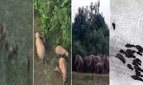 जंगली हाथियों द्वारा फसलों को नुकसान पहुँचाने से अथागढ़ में तनाव जंगली हाथियों द्वारा फसलों को नुकसान पहुँचाने से अथागढ़ में तनाव